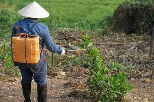 asiatico giardiniere usi erbicidi, insetticidi chimico spray per ottenere sbarazzarsi di erbacce e insetti o pianta malattia nel frutteto. causa aria inquinamento. ambientale , agricoltura sostanze chimiche concetto. foto