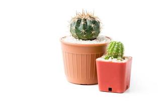 cactus nel piccolo pentola isolato foto