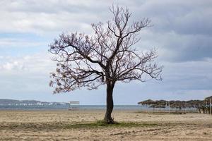singolo albero su il spiaggia con un' nuvoloso cielo nel il sfondo, sardegna. un' solitario albero su il spiaggia con un' nuvoloso cielo nel il sfondo foto