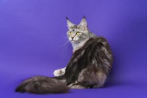 posteriore Visualizza di gatto guardare al di sopra di spalla per lato. domestico capelli lunghi Maine coon gatto su blu sfondo foto