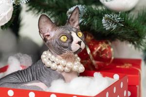 misterioso sphynx gatto dire bugie nel rosso polka punto regalo scatola sotto Natale albero foto