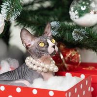 bello sphynx gatto dire bugie nel rosso polka punto regalo scatola sotto Natale albero e guardare su foto