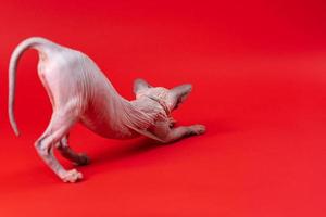 sphynx gatto di blu visone e bianca su rosso sfondo. femmina quattro mesi vecchio tratti dopo addormentato foto