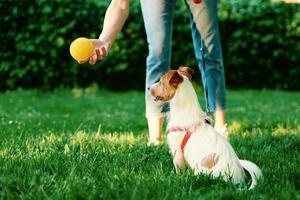 donna giocando con cane nel il parco foto