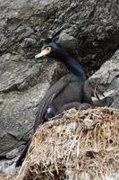 rosso in faccia cormorano falacrocorace urile nel nido su scogliera foto