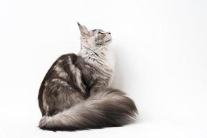 lato Visualizza di Maine coon gatto seduta e guardare su. studio tiro gattino su bianca sfondo foto