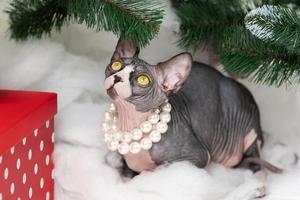 Due sphynx gatti seduta sotto Natale albero con vacanza rosso polka punto regalo scatole sotto esso foto