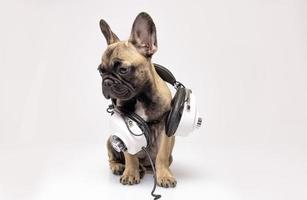 carino animale domestico francese bulldog cucciolo indossare cuffie foto