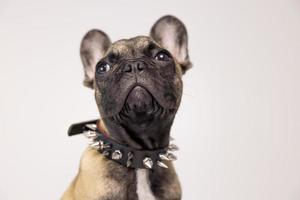 carino animale domestico francese bulldog cucciolo foto