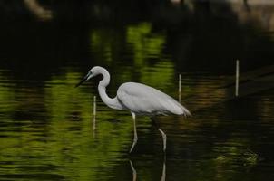 uccello bianco dell'egretta foto