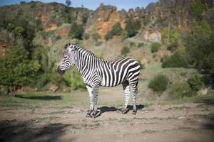 un' zebra sta solo nel un' campo foto