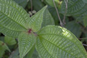 vicino su di verde foglia struttura e superficie quando primavera stagione a il verde giardino semarang. il foto è adatto per uso per giardino sfondo, natura manifesto e natura soddisfare media.