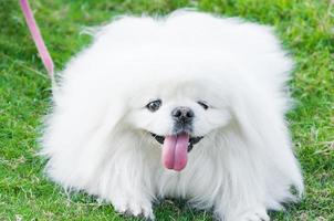 cucciolo pekingese razza, bianca cane , bellezza , giocosità nel il giardino foto