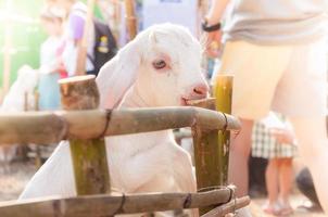 bianca bambino capra giocando con bambù recinto ,chiudere su di bianca capre nel fattoria, piccola capra nel un' azienda agricola foto