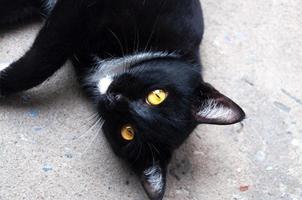 bombay nero gatto giallo occhio rilassare su pavimento foto