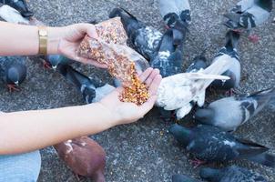 Piccione mangiare a partire dal donna mano su il parco, alimentazione piccioni nel il parco a il giorno tempo foto