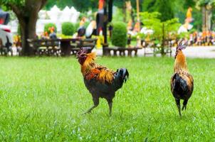 bellissimo nero Gallo cazzo su verde erba sfondo foto