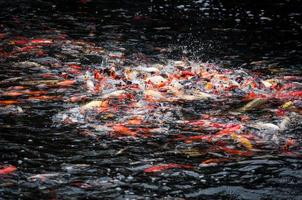 bellissimo carpa koi pesce nuoto nel stagno nel il giardino foto