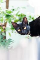 nero gatto guardare a il macchina fotografica, animale ritratto nero gattino foto