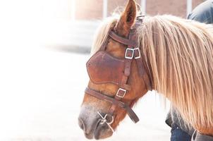 bellissimo Marrone cavallo, addomesticato animale Usato di gli esseri umani come trasporto. estate giorno foto