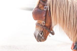 bellissimo Marrone cavallo, addomesticato animale Usato di gli esseri umani come trasporto. estate giorno foto