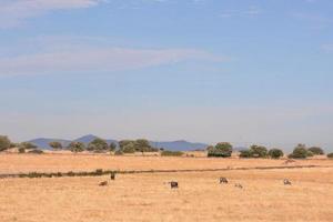 animali pascolo nel il campo foto