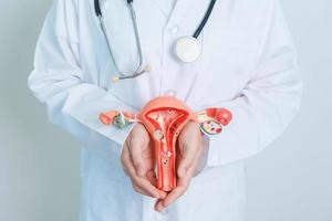 medico Tenere utero e ovaie modello. ovarico e cervicale cancro, cervice disturbo, endometriosi, isterectomia, uterino fibromi, riproduttore sistema e gravidanza concetto foto