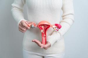 donna Tenere utero e ovaie modello. ovarico e cervicale cancro, cervice disturbo, endometriosi, isterectomia, uterino fibromi, riproduttore sistema e gravidanza concetto foto