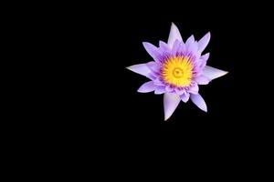 loto fiore viola bellissimo isolato su nero sfondo e ritaglio sentiero foto