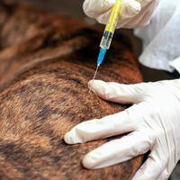 veterinario che dà un vaccino a un cane foto