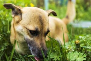 cane in erba foto