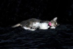 un' femmina grigio soriano gatto giocando in giro foto