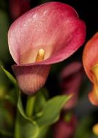 un' rosso fiore fioritura nel primavera foto