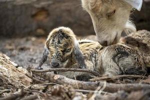 un' neonato Marrone bambino capra e suo madre foto