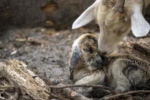 un' neonato Marrone bambino capra e suo madre foto