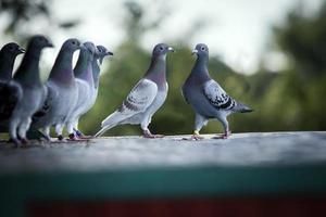 gruppo di homing Piccione in piedi su casa soffitta trappola foto