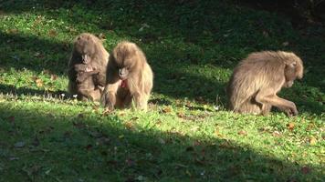 gelada babbuino teropiteco gelada scimmia nel natura foto