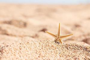 bellissimo spiaggia con giallo sabbia con piccolo ciottoli e stella marina nel soleggiato giorno. panoramico Visualizza. naturale sfondo per estate vacanza foto