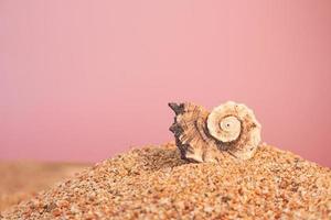 marino turbine conchiglia su spiaggia sabbia su rosa sfondo. vacanza, viaggio concetto. copia spazio foto