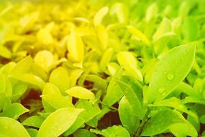 verde le foglie con gocce di pioggia sfondo, adatto per natura concetto. foto