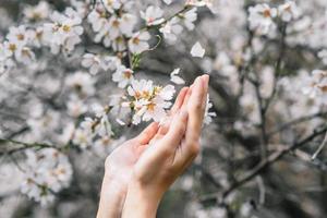 mano è Tenere primavera fiori. fiori e mano avvicinamento Visualizza foto