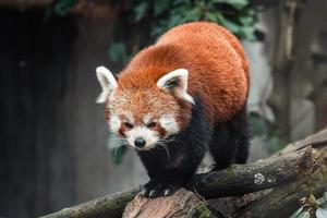 rosso panda su un' albero, ailurus fulgens foto