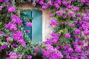 fioritura bouganville fiore nel estate stagione- esterno decorazione di italiano casa con tradizionale finestra. foto
