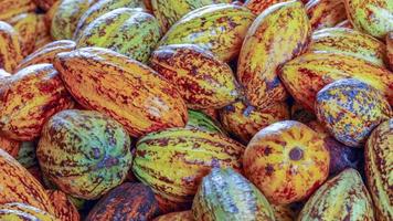 maturo cacao baccelli o giallo cacao frutta raccogliere cacao fagioli per Spedire per il cioccolato fabbrica foto