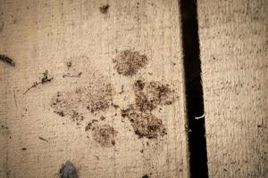grande cane sporco zampa nero sporco orma su leggero strutturato di legno tavola pavimento foto