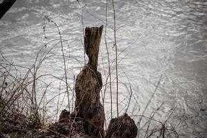 castoro Bitten albero ceppo con un' magro parte di avanzi legna circondato di lungo asciutto erba nel natura vicino fiume foto