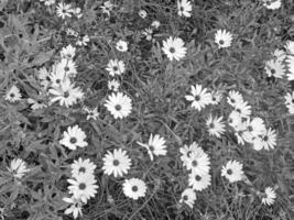 nero e bianca margherita fiore foto