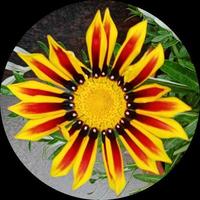 giallo fiore nel cerchio telaio foto