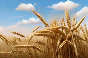 Grano campo e cielo ai generato foto