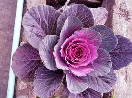 cavolo fiore. viola cavolfiore. brassica oleracea. viola cavolo verdure vegetariano e vegano cibo. foto